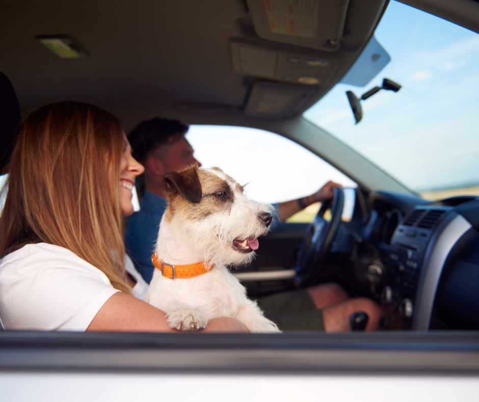 Tips To Travel With Pets