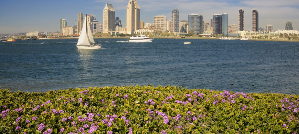 Grassy floral hill overlooking San Diego Bay with boats and the city skyline in the distance