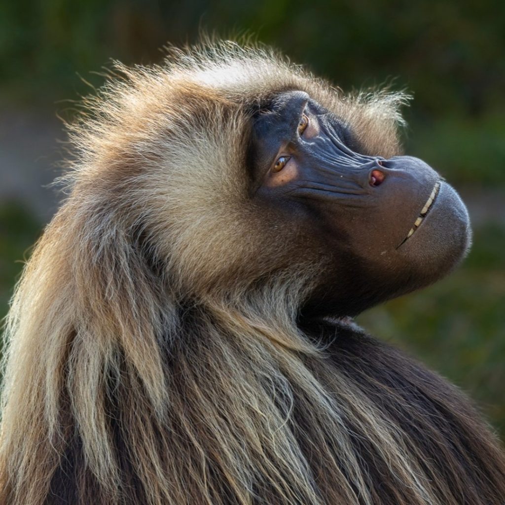 Black monkey San Diego Zoo Safari Park