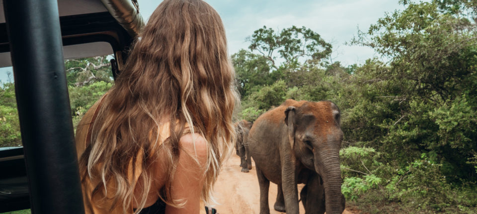 Happy young woman on luxury safari looking at will elephant walking in the jungle