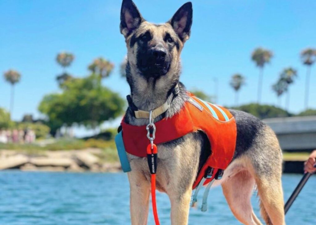 a german shepherd in a life jacket by the pool