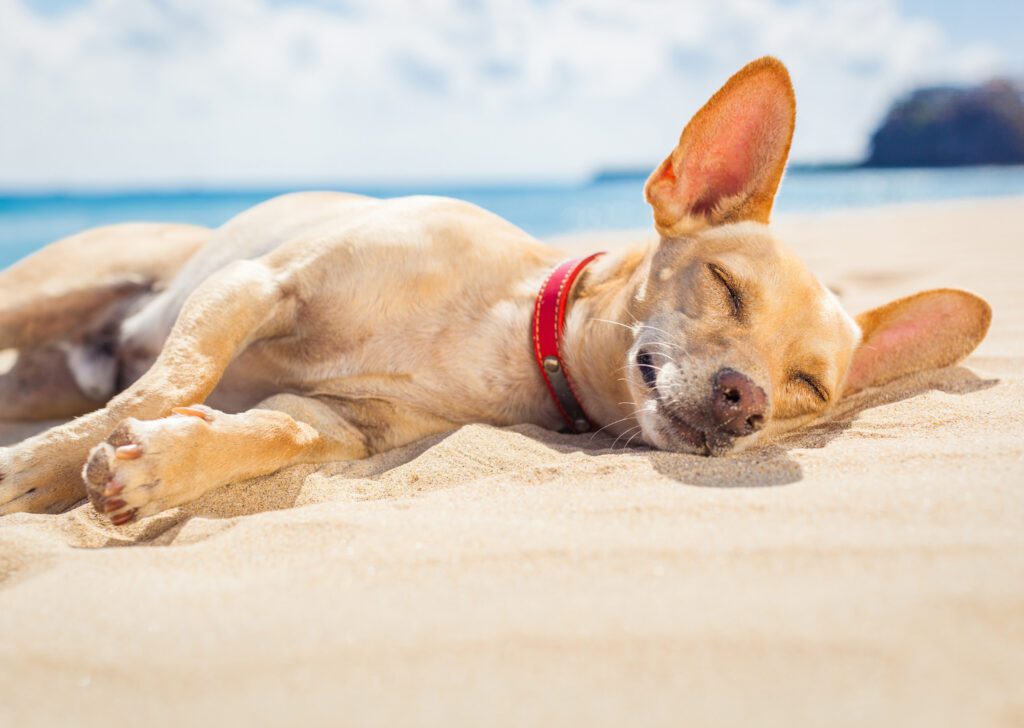 Dog laying in the sun on the beach