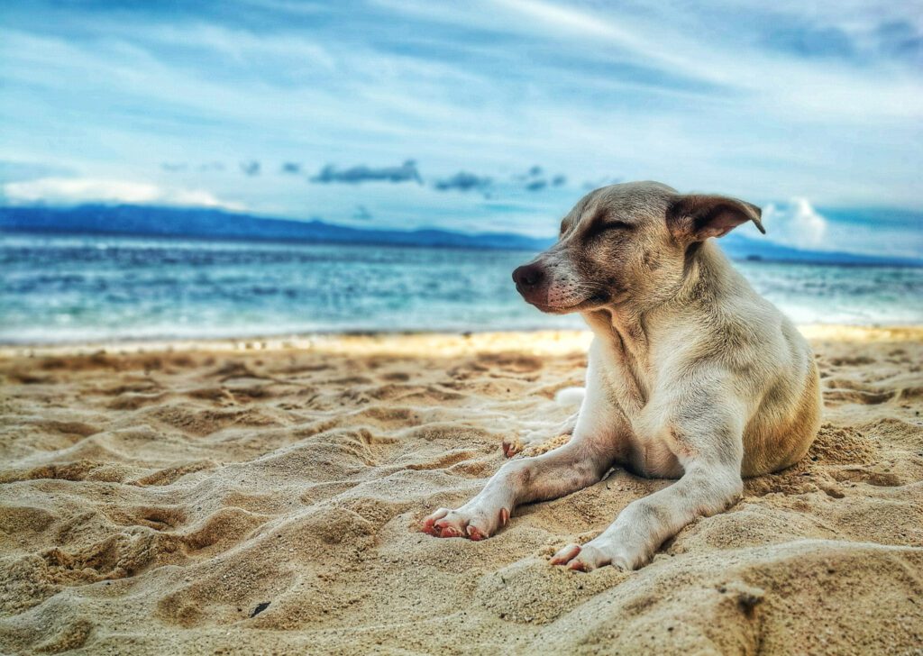 Dog relaxing on the beach