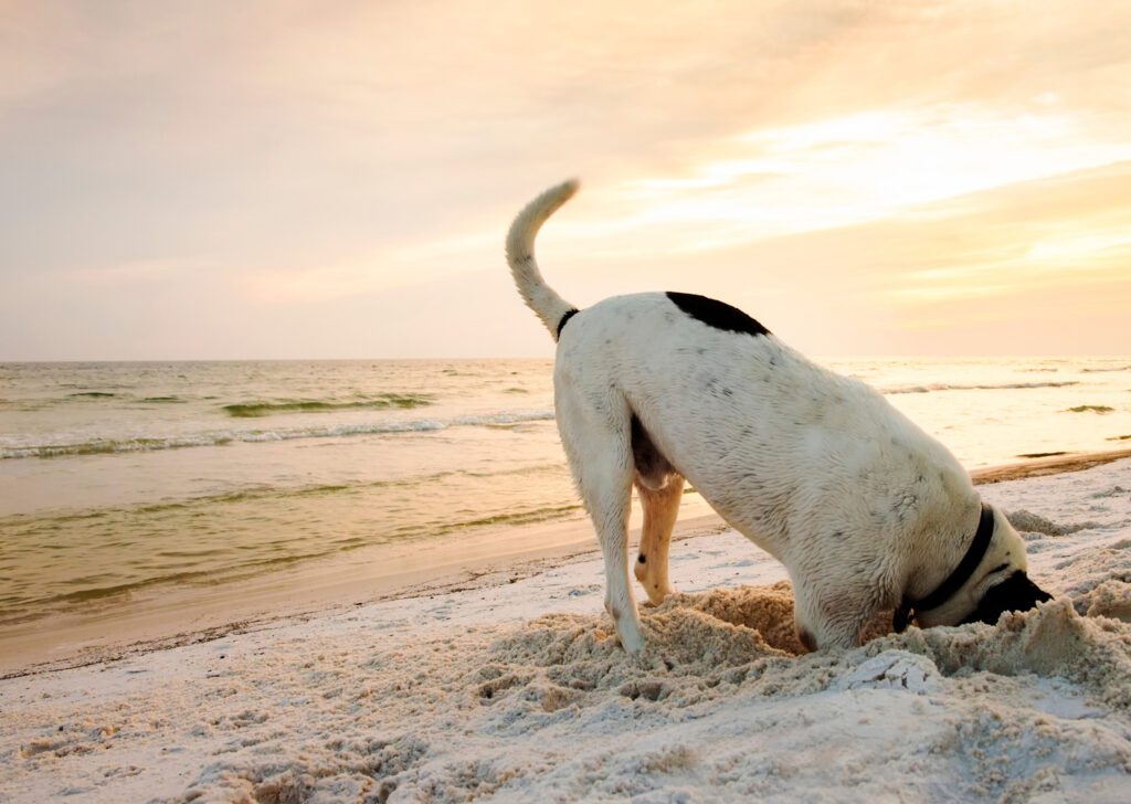 Dog digging a hole in the sand