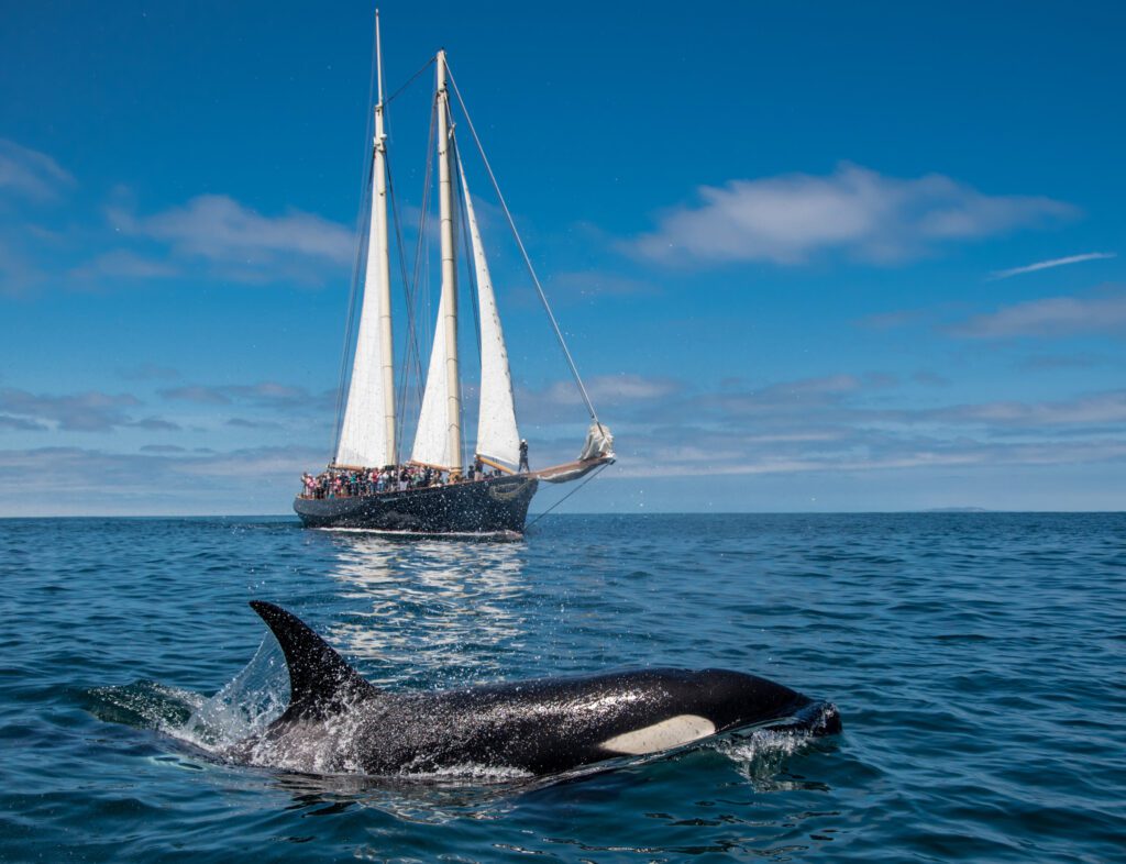 a sailboat with an orca breaching in the foreground