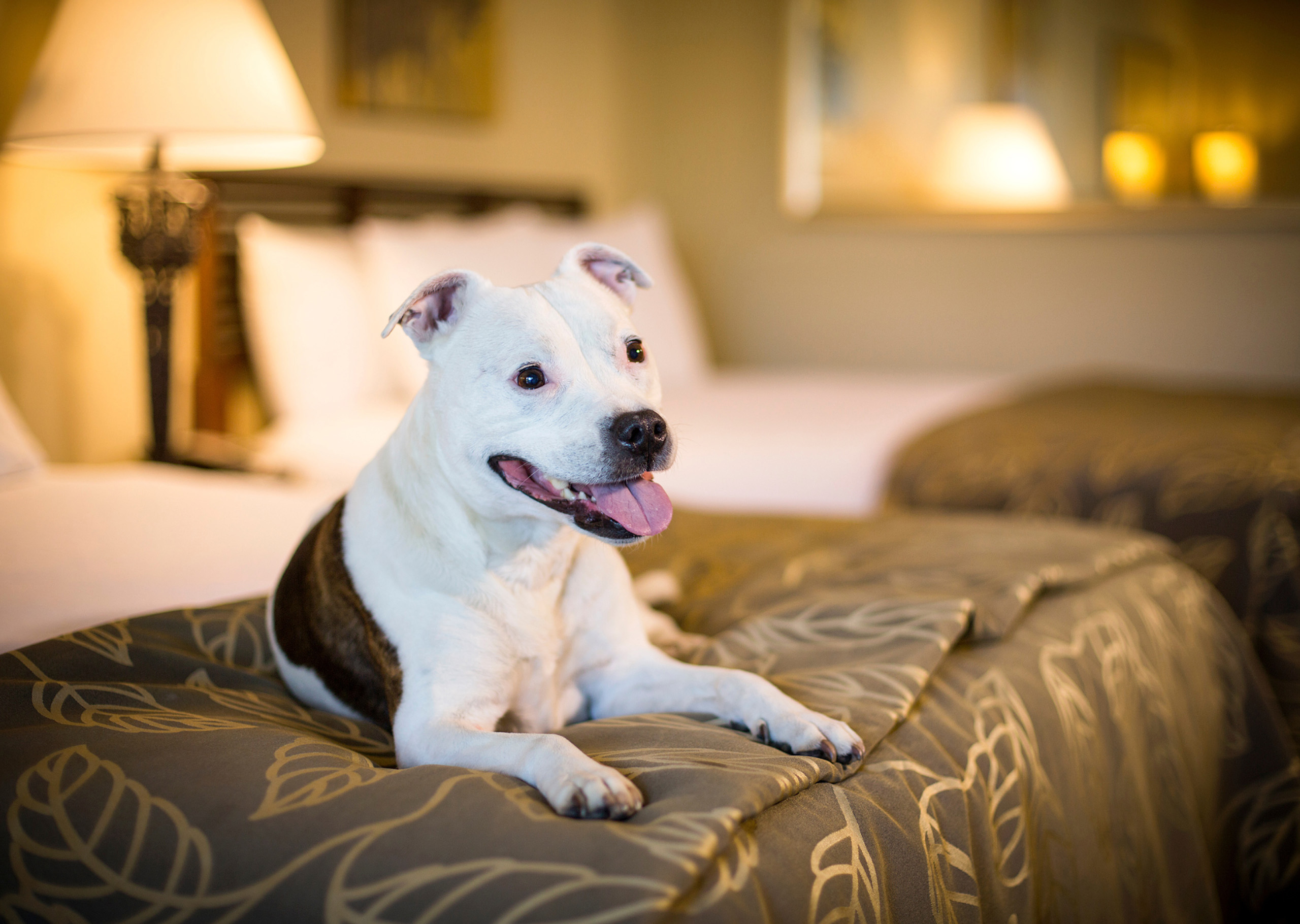 Happy dog on a bed