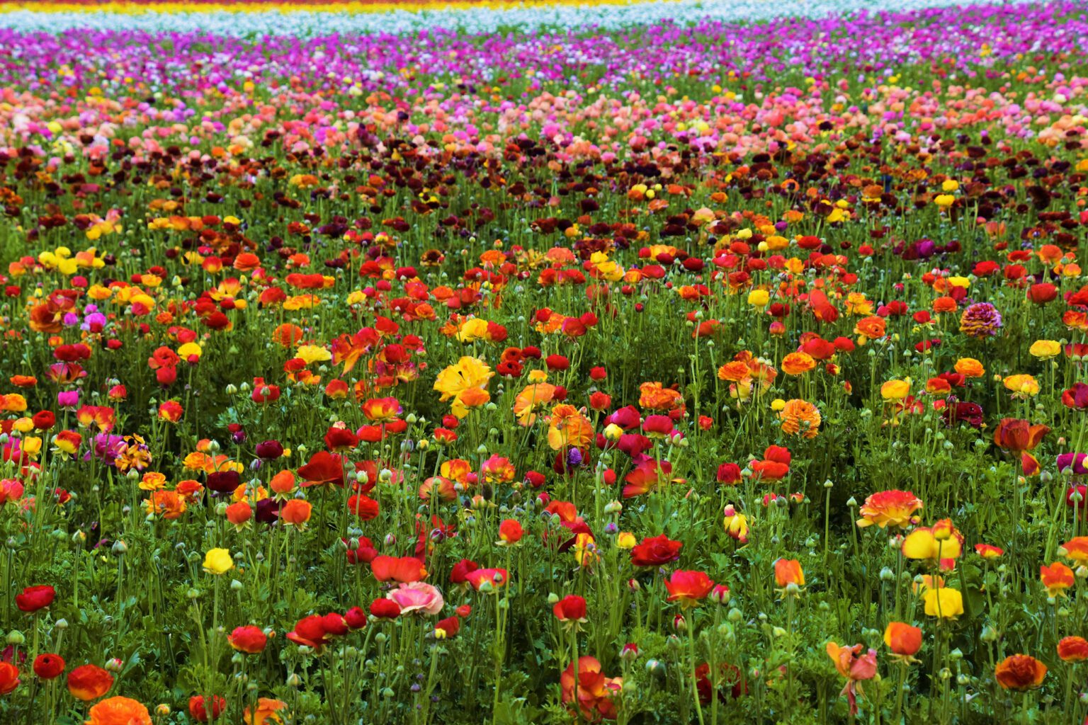 Carlsbad Flower Fields
