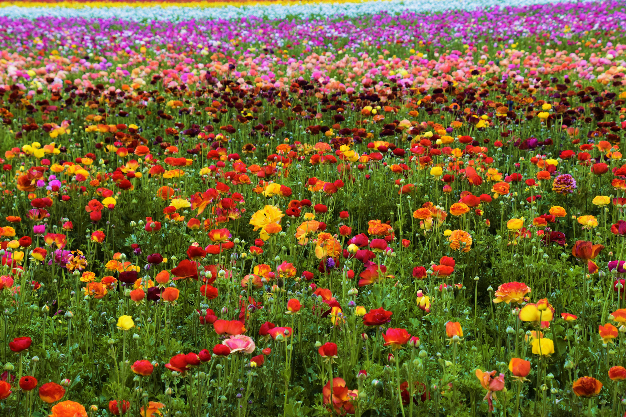 Carlsbad Flower Fields