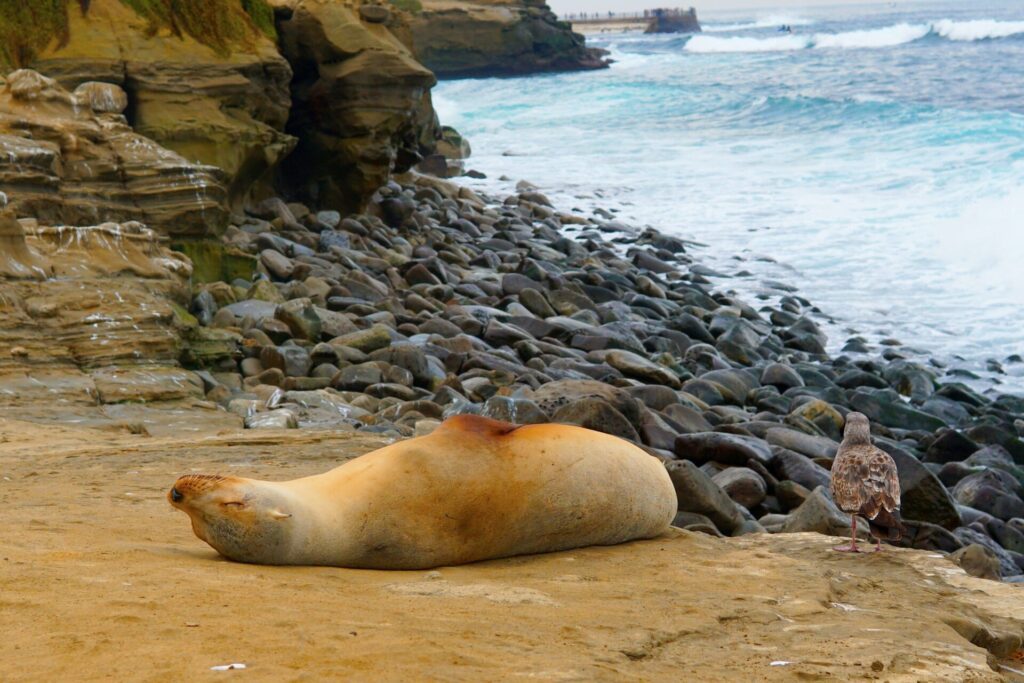 a large seal laying on the beach