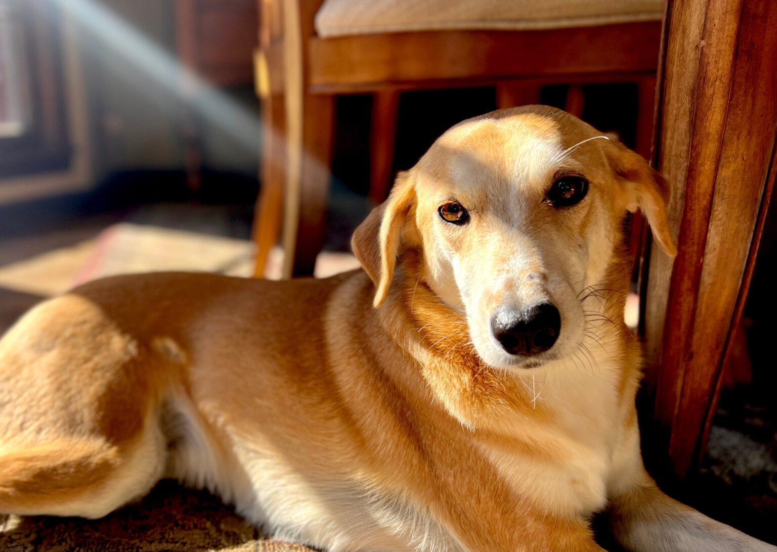 A large golden dog laying in the sun next to a dining table