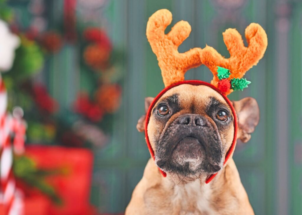 dog with christmas hat on