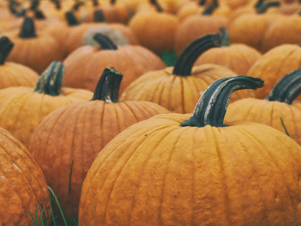 pumpkin patch