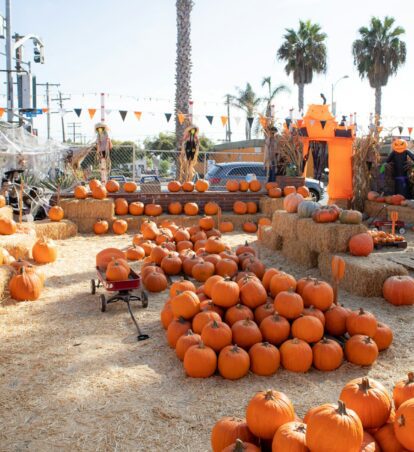 california pumpkin patch