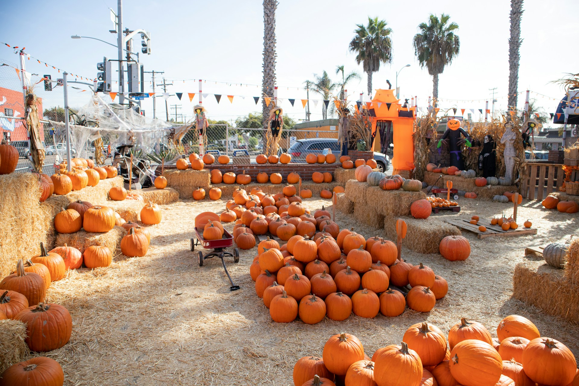 california pumpkin patch