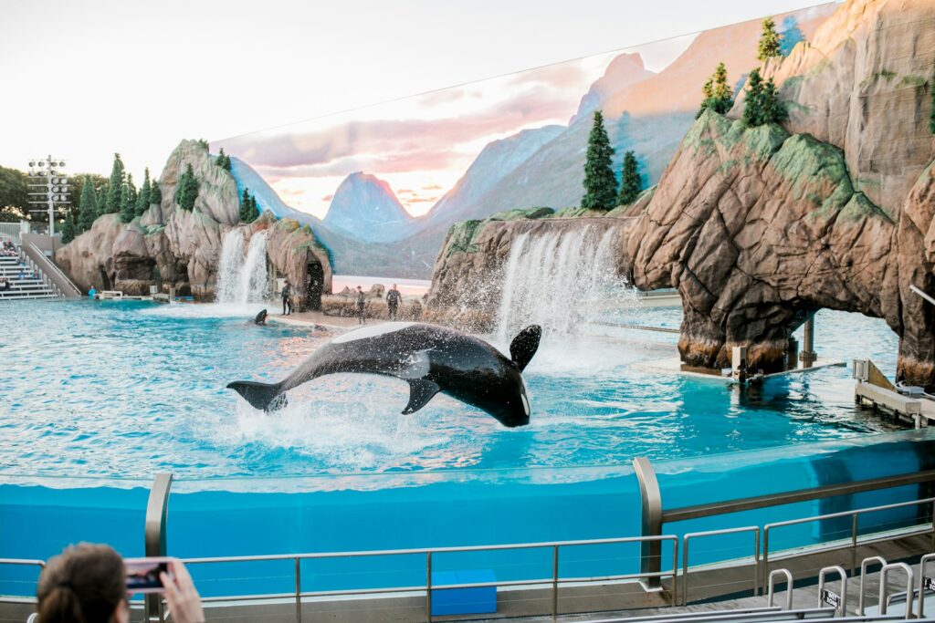 orca whale at seaworld