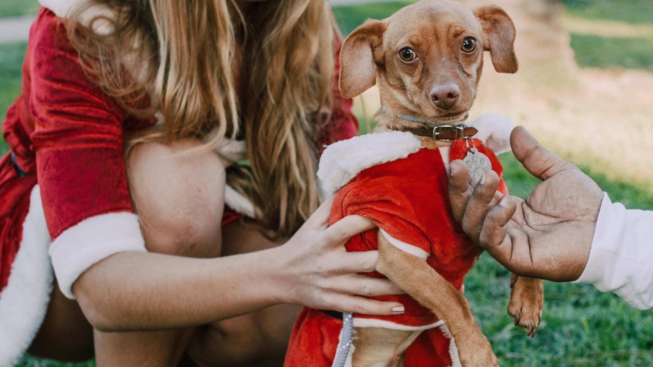dog dressed up for the holidays