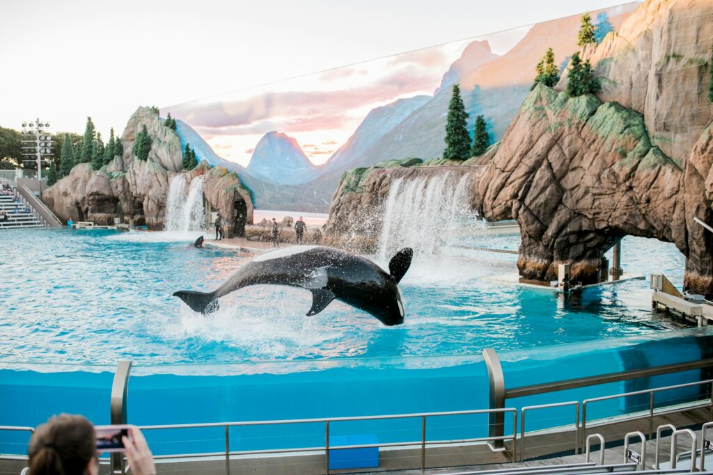 orca jumping at seaworld