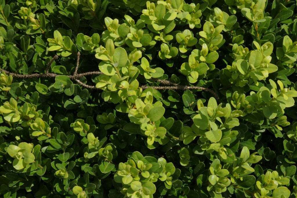 leaves of a bush