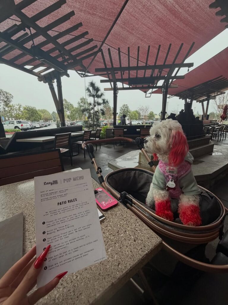 dog at a restaurant