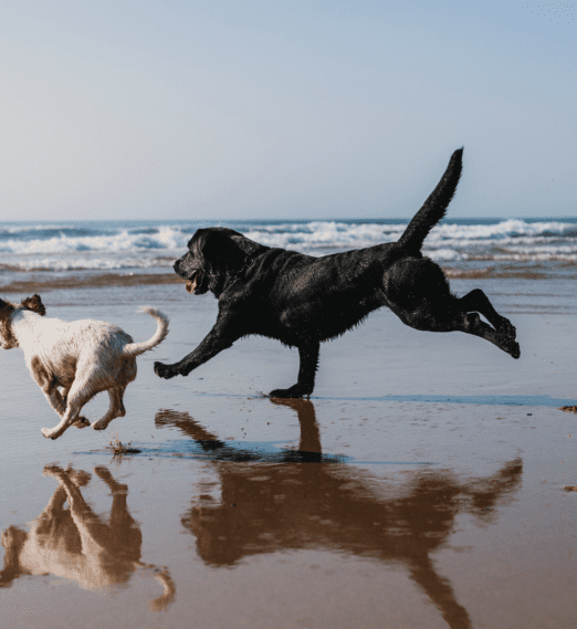 The Ultimate Pet-Friendly Summer Getaway in San Diego