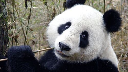 San Diego zoo Panda